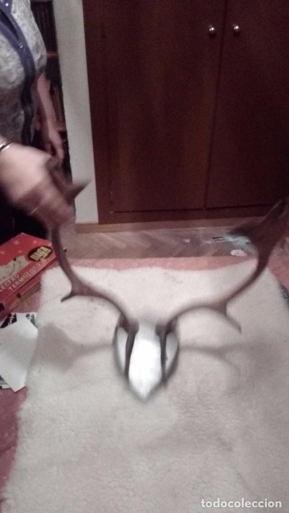 Coleccionismo de f&oacute;siles: cornamenta de gamo - Foto 2