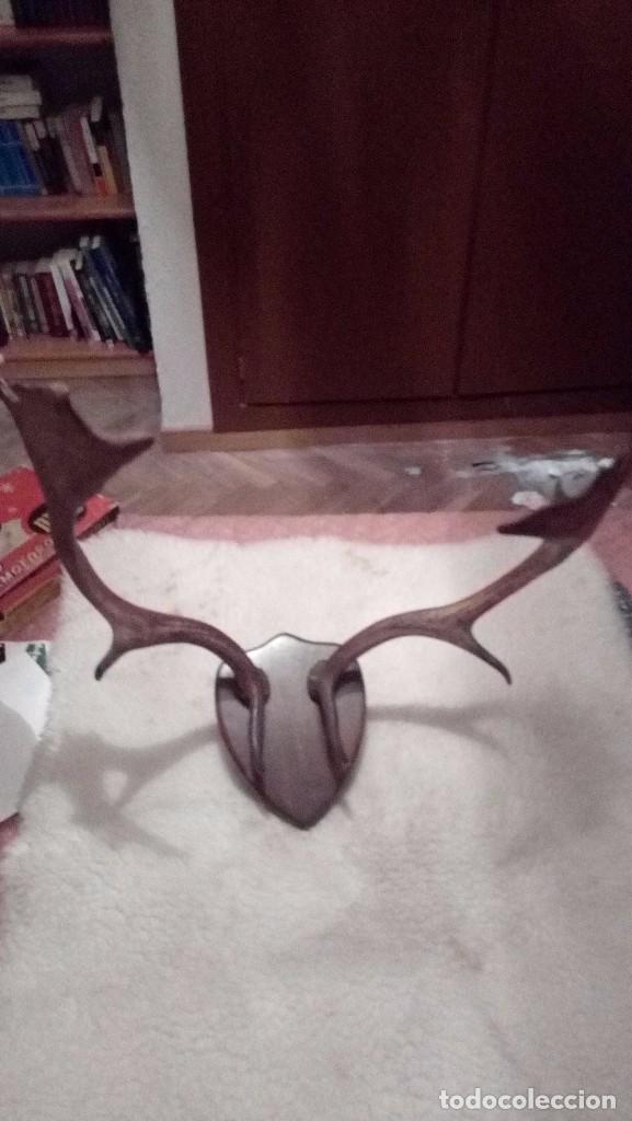 Coleccionismo de f&oacute;siles: cornamenta de gamo - Foto 3