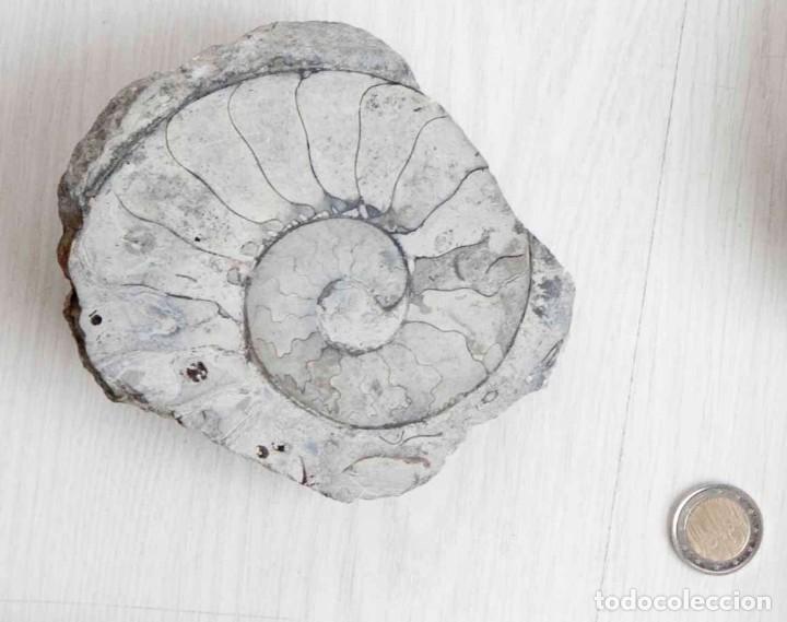 Coleccionismo de f&oacute;siles: Lote de 3 ammonites. - Foto 3