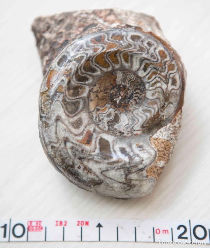 Coleccionismo de f&oacute;siles: Lote de 3 ammonites. - Foto 4