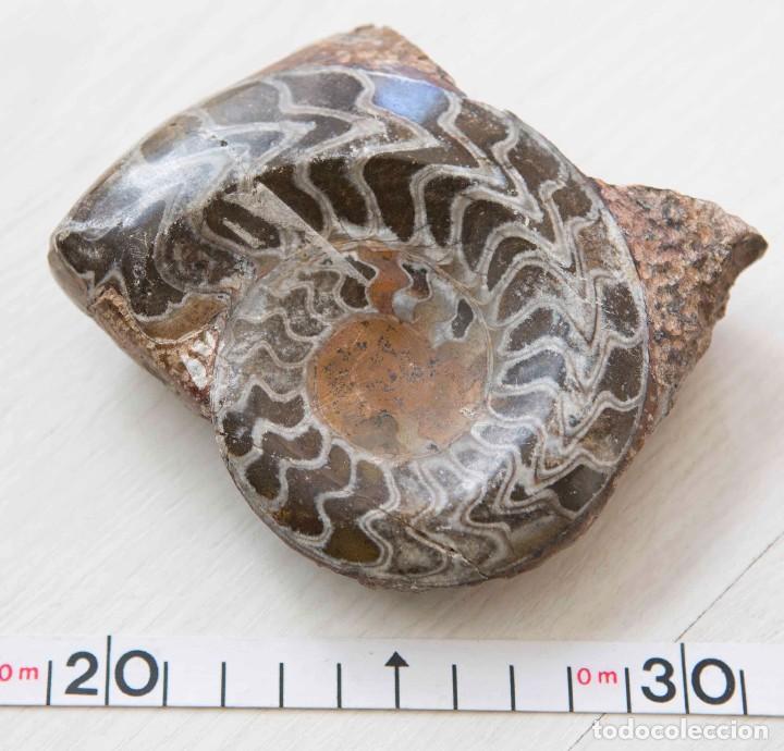 Coleccionismo de f&oacute;siles: Lote de 3 ammonites. - Foto 2