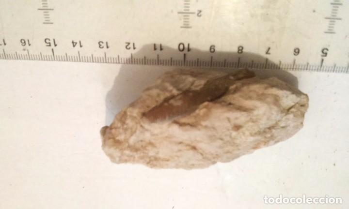 Coleccionismo de f&oacute;siles: Belemnella lancelota - Foto 1