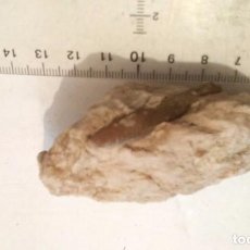 Coleccionismo de fósiles: BELEMNELLA LANCELOTA. Lote 96446971