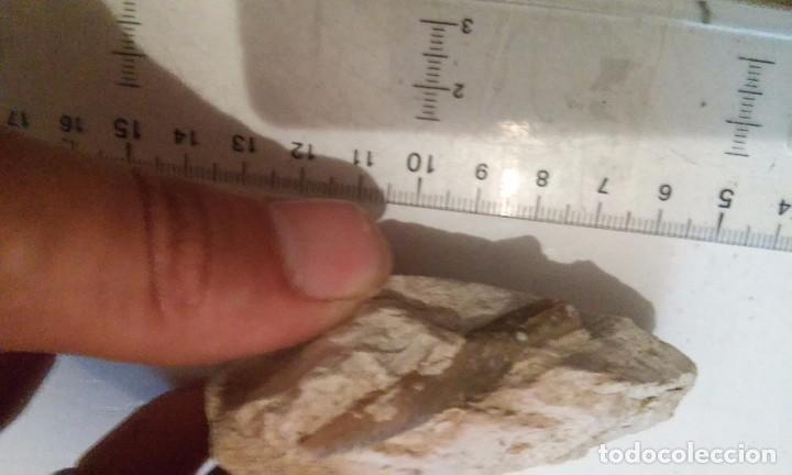 Coleccionismo de f&oacute;siles: Belemnella lancelota - Foto 2