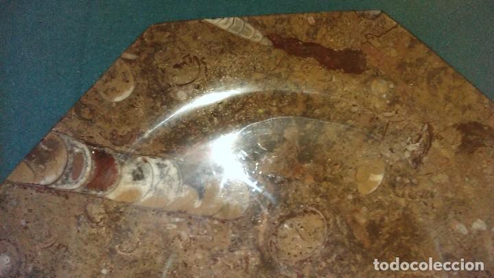 Coleccionismo de f&oacute;siles: Plato octogonal con f&oacute;siles - Foto 2