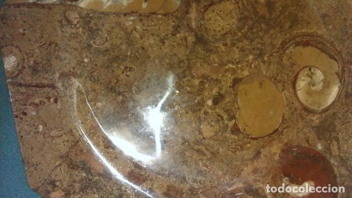 Coleccionismo de f&oacute;siles: Plato octogonal con f&oacute;siles - Foto 3