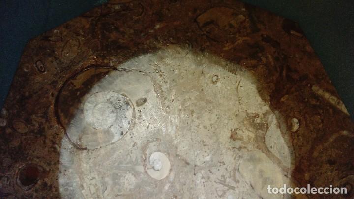 Coleccionismo de f&oacute;siles: Plato octogonal con f&oacute;siles - Foto 6