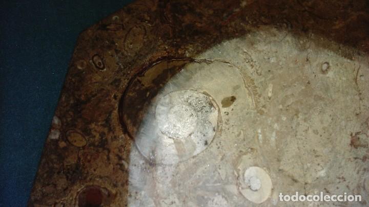 Coleccionismo de f&oacute;siles: Plato octogonal con f&oacute;siles - Foto 7