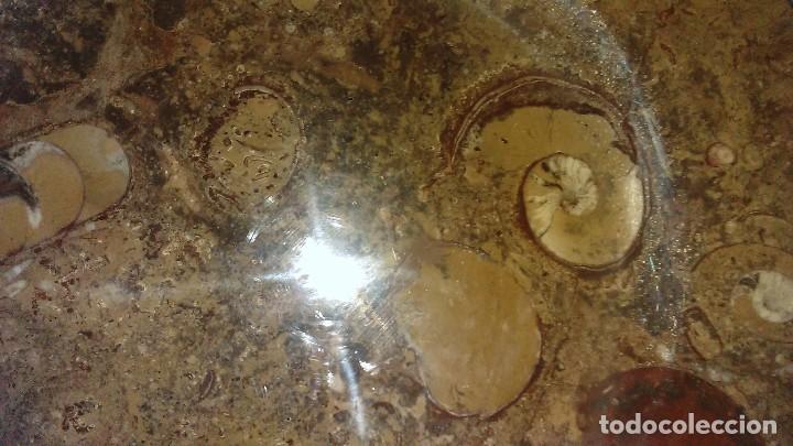 Coleccionismo de f&oacute;siles: Plato octogonal con f&oacute;siles - Foto 9