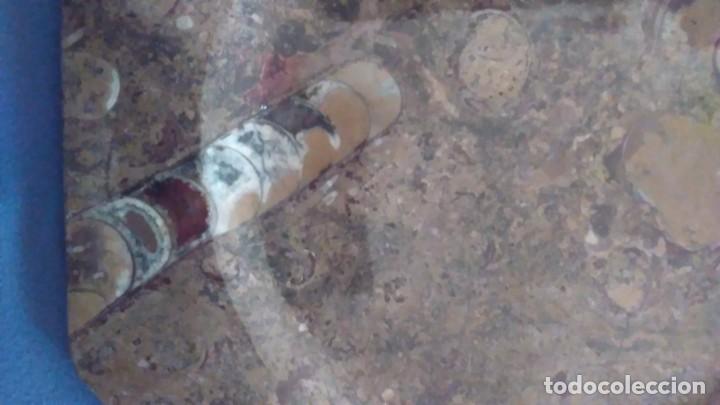 Coleccionismo de f&oacute;siles: Plato octogonal con f&oacute;siles - Foto 11