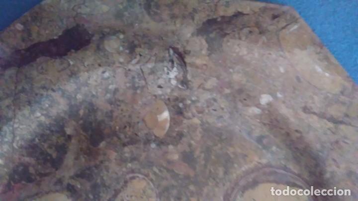 Coleccionismo de f&oacute;siles: Plato octogonal con f&oacute;siles - Foto 12