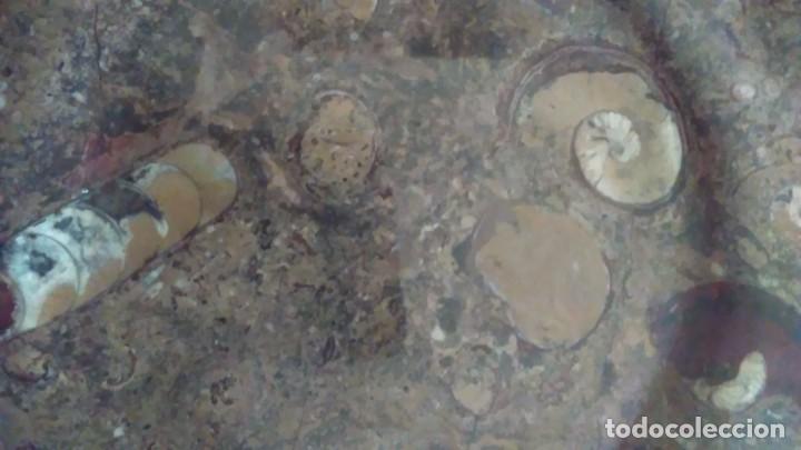 Coleccionismo de f&oacute;siles: Plato octogonal con f&oacute;siles - Foto 14