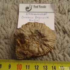Coleccionismo de fósiles: FÓSIL OTOITES JURÁSICO MARRUECOS.. Lote 98822907