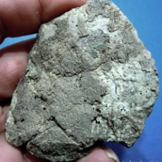 Coleccionismo de fósiles: CRUSTÁCEOS-MENIPE ALMERAI-EOCENO BARTONIENSE-GURB DE LA PLANA-BARCELONA 1982 H 998