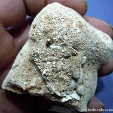 Coleccionismo de fósiles: CORALARIOS-PORITES ARENOSA-MIOCENO AQUITANIENSE-SAINT MARTIN D'ONEY-FRANCIA H 983
