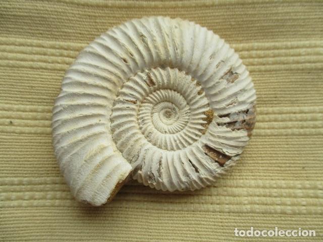 caracol - fosil en piedra - Comprar Fósiles en todocoleccion - 107441523