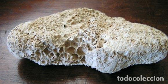 Coleccionismo de fósiles: Perforaciones de esponjas endolíticas (Entobia sp.) - Foto 2 - 108461511