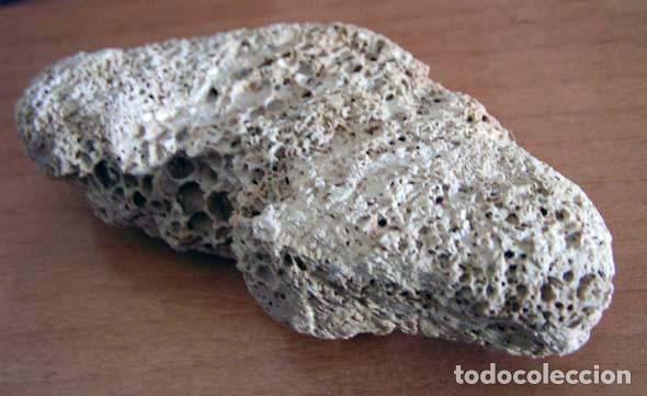 Coleccionismo de fósiles: Perforaciones de esponjas endolíticas (Entobia sp.) - Foto 4 - 108461511