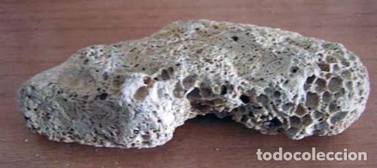Coleccionismo de fósiles: Perforaciones de esponjas endolíticas (Entobia sp.) - Foto 5 - 108461511