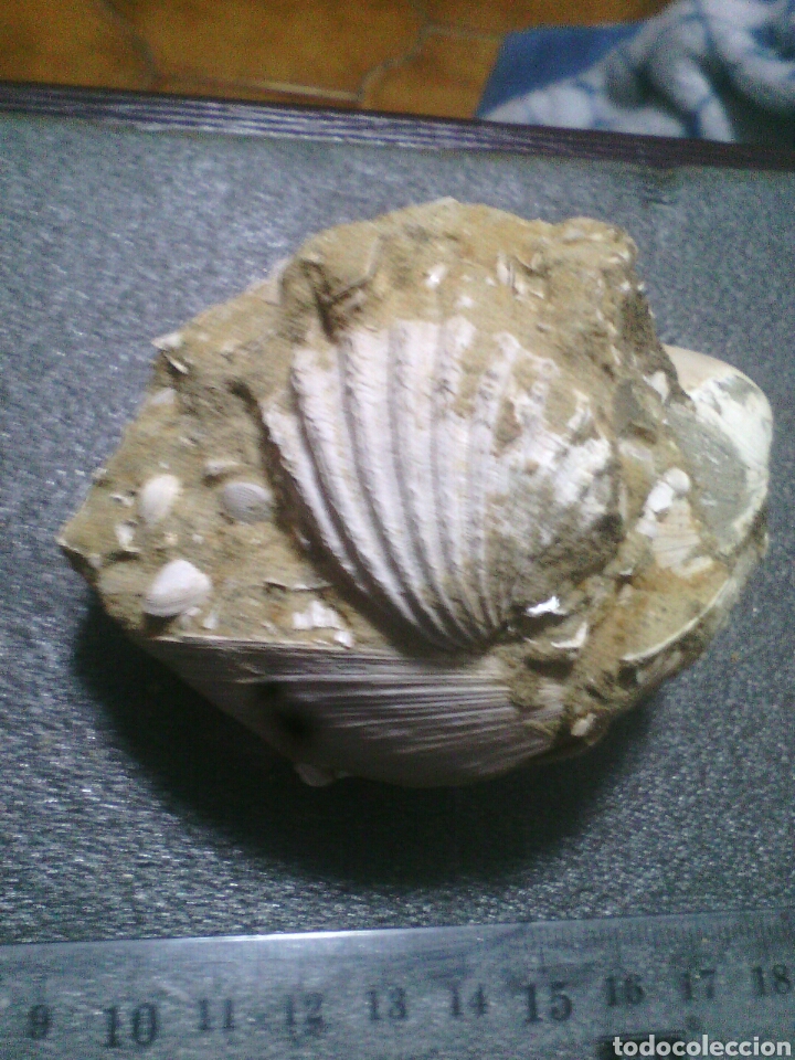 Coleccionismo de f&oacute;siles: Fosil Acanthocardia aculeata - Foto 1