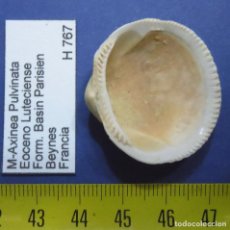 Coleccionismo de fósiles: MOLUSCOS-AXINEA PULVINATA-EOCENO LUTECIENSE (FORM. BASIN PARISIEN)-BEYNES -FRANCIA H767
