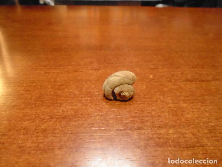 Coleccionismo de f&oacute;siles: F&Oacute;SIL CARACOL SIN IDENTIFICAR - Foto 1