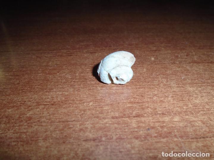 Coleccionismo de f&oacute;siles: F&Oacute;SIL CARACOL SIN IDENTIFICAR - Foto 2