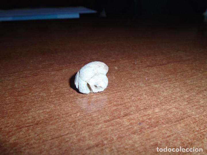 Coleccionismo de f&oacute;siles: F&Oacute;SIL CARACOL SIN IDENTIFICAR - Foto 3