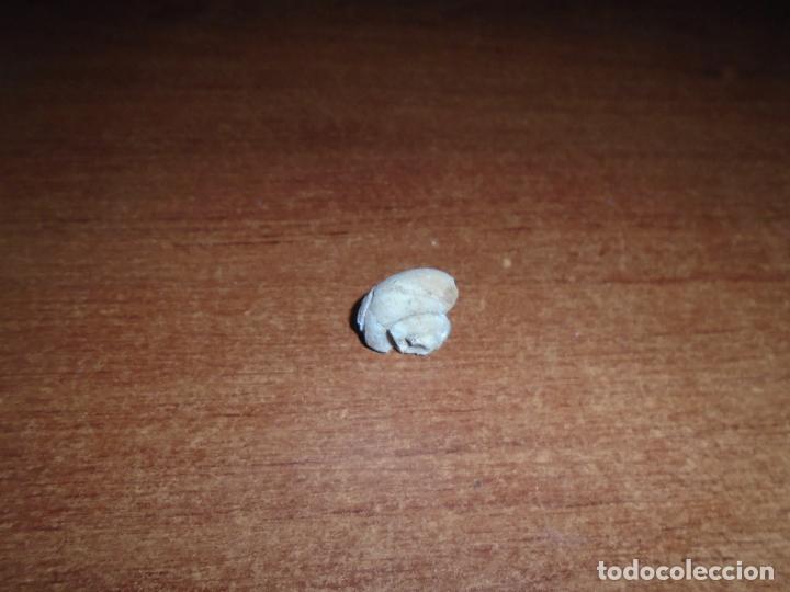 Coleccionismo de f&oacute;siles: F&Oacute;SIL CARACOL SIN IDENTIFICAR - Foto 4