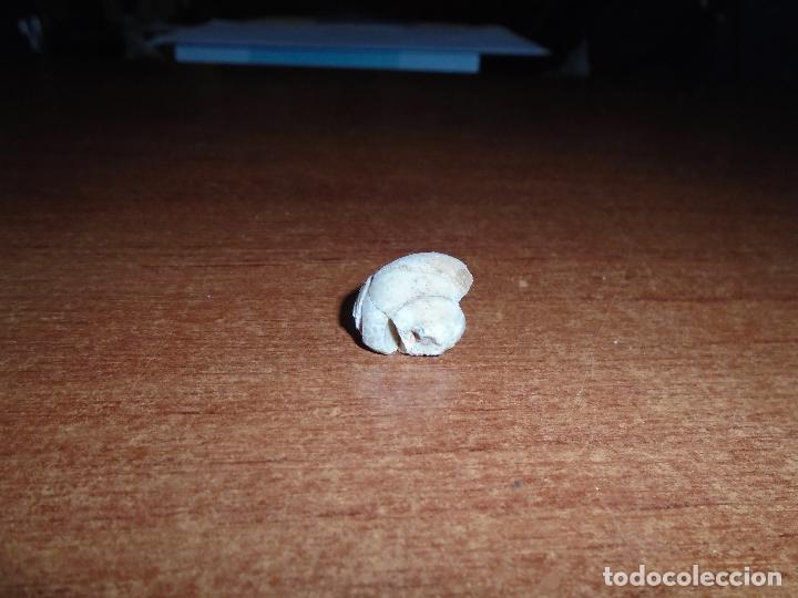 Coleccionismo de f&oacute;siles: F&Oacute;SIL CARACOL SIN IDENTIFICAR - Foto 5