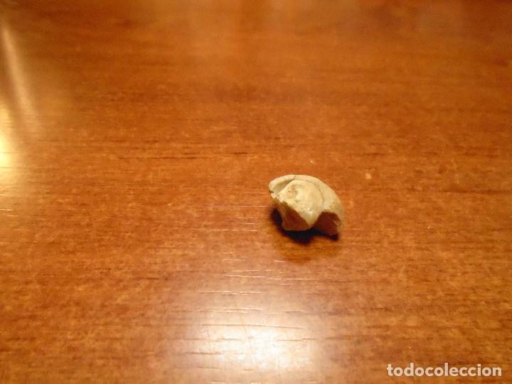 Coleccionismo de f&oacute;siles: F&Oacute;SIL CARACOL SIN IDENTIFICAR - Foto 6