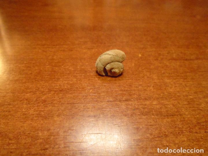 Coleccionismo de f&oacute;siles: F&Oacute;SIL CARACOL SIN IDENTIFICAR - Foto 7
