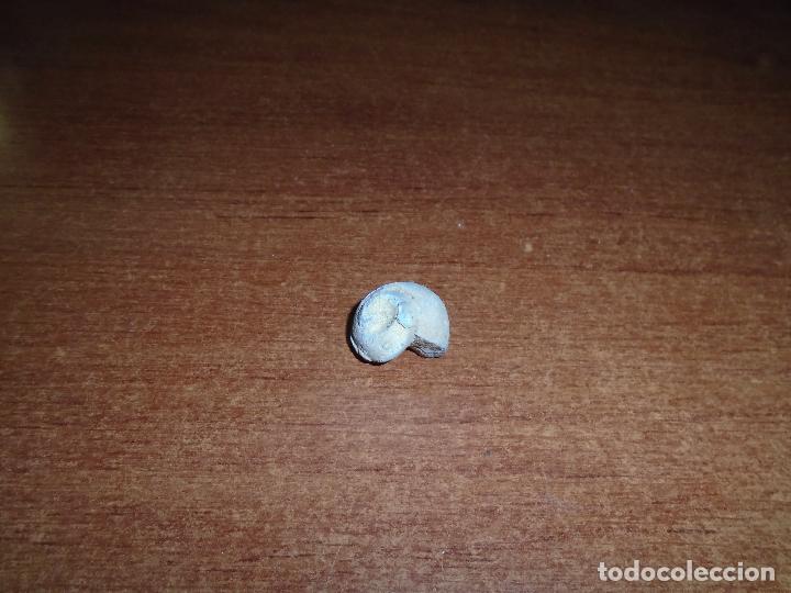 Coleccionismo de f&oacute;siles: F&Oacute;SIL CARACOL - Foto 1