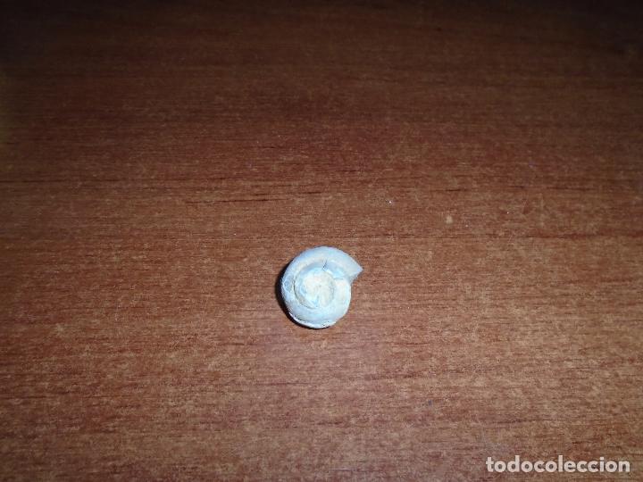 Coleccionismo de f&oacute;siles: F&Oacute;SIL CARACOL - Foto 2