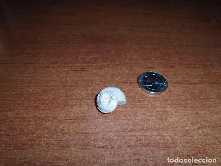 Coleccionismo de f&oacute;siles: F&Oacute;SIL CARACOL - Foto 3