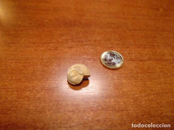 Coleccionismo de f&oacute;siles: F&Oacute;SIL CARACOL - Foto 4
