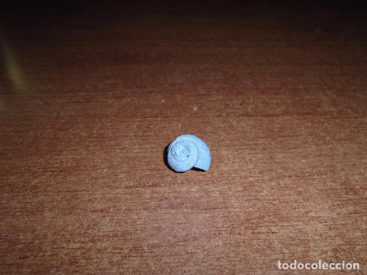Coleccionismo de f&oacute;siles: F&Oacute;SIL CARACOL - Foto 1