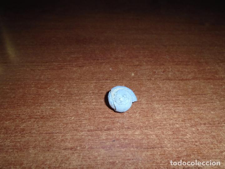 Coleccionismo de f&oacute;siles: F&Oacute;SIL CARACOL - Foto 2