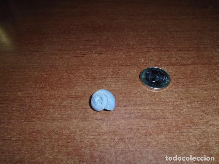 Coleccionismo de f&oacute;siles: F&Oacute;SIL CARACOL - Foto 3