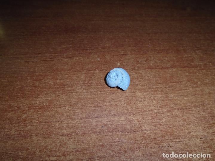 Coleccionismo de f&oacute;siles: F&Oacute;SIL CARACOL - Foto 4