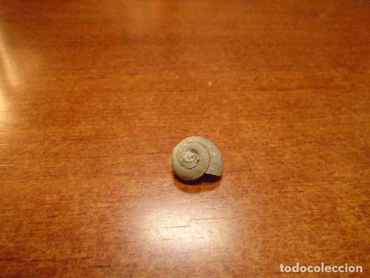 Coleccionismo de f&oacute;siles: F&Oacute;SIL CARACOL - Foto 5