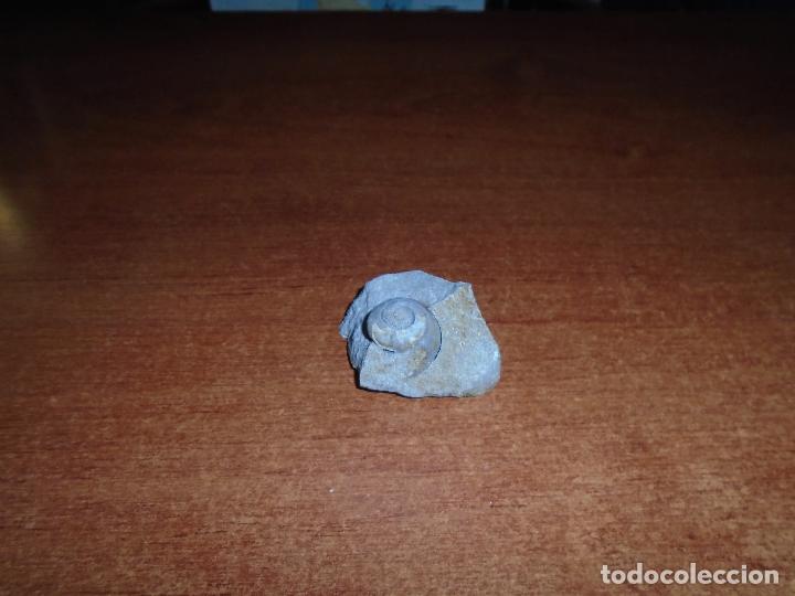Coleccionismo de f&oacute;siles: CARACOL F&Oacute;SIL - Foto 1