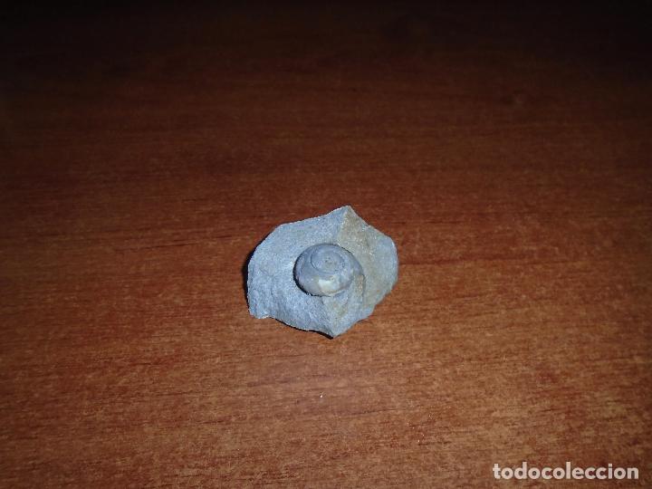 Coleccionismo de f&oacute;siles: CARACOL F&Oacute;SIL - Foto 2