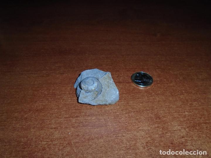Coleccionismo de f&oacute;siles: CARACOL F&Oacute;SIL - Foto 3
