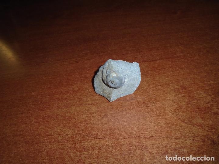 Coleccionismo de f&oacute;siles: CARACOL F&Oacute;SIL - Foto 4