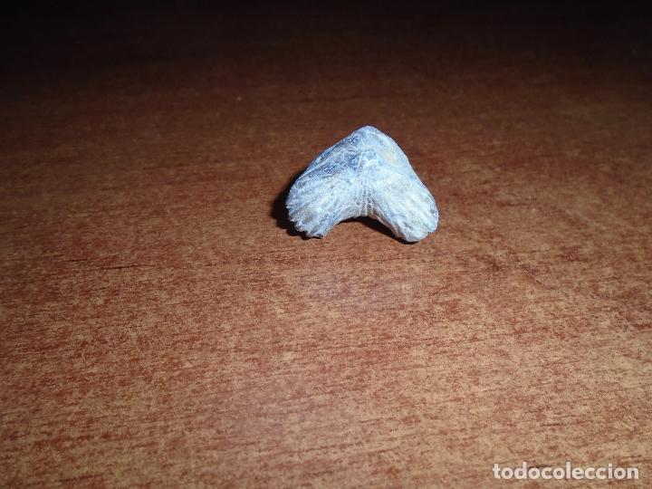 Coleccionismo de f&oacute;siles: F&Oacute;SIL RHYNCHONELLIDA - Foto 1