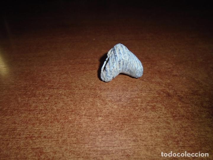 Coleccionismo de f&oacute;siles: F&Oacute;SIL RHYNCHONELLIDA - Foto 2