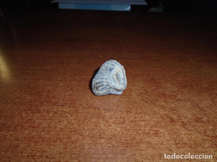Coleccionismo de f&oacute;siles: F&Oacute;SIL RHYNCHONELLIDA - Foto 3