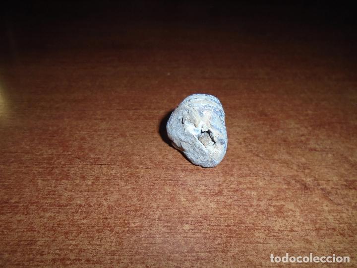 Coleccionismo de f&oacute;siles: F&Oacute;SIL RHYNCHONELLIDA - Foto 4