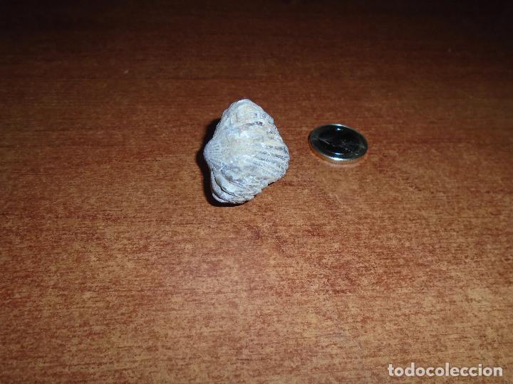 Coleccionismo de f&oacute;siles: F&Oacute;SIL RHYNCHONELLIDA - Foto 5
